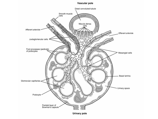 glomerular histology labeled